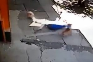 Pitbull kadın ve k&ouml;peğine b&ouml;yle saldırdı