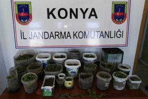 Konya'da 450 k&ouml;k Hint keneviri ele ge&ccedil;irildi