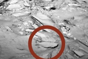 Mars'ta balık fosili mi bulundu?