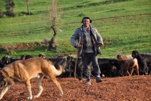 Atanamayan &ouml;ğretmen &ccedil;oban oldu