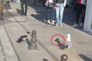 Farenin hayatta kalma m&uuml;cadelesi