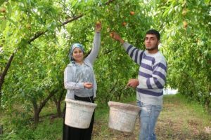 T&uuml;rkiye'nin ilk nektarin hasadı Mersin'de yapıldı