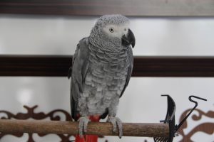 Sur'da psikolojisi bozulan papağan iyileşiyor