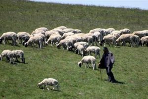 Samsun'da aylık 2 bin 500 lira &uuml;cretli 400 &ccedil;oban aranıyor
