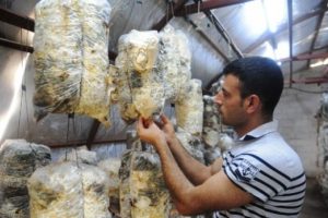 Pamuklara sararak yılda y&uuml;z ton &uuml;r&uuml;n alıyor