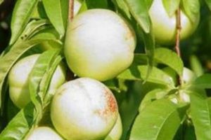 Bayrami&ccedil;liler nektarin i&ccedil;in AB'ye başvurdu