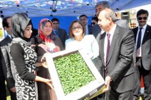 &Ccedil;ift&ccedil;ilere 400 bin domates ve biber fidesi dağıtıldı