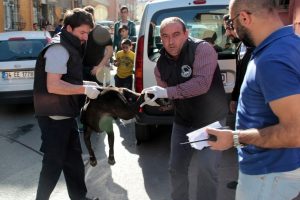 İstanbul'da pitbull dehşeti: 3 yaralı