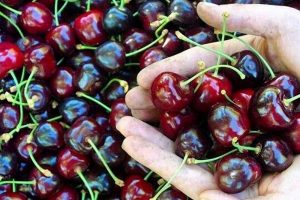 Hedef kiraz ihracatında d&uuml;nya liderliği