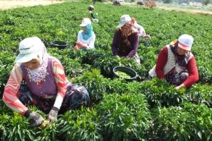 &Ccedil;ift&ccedil;iler dikkat: Destek başvuruları i&ccedil;in s&uuml;re uzatıldı