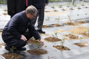 &Ccedil;ay bitkisi i&ccedil;in gen havuzu oluşturuluyor