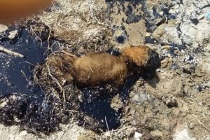 Zifte yapışan yavru k&ouml;peği itfaiye kurtardı