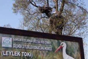 Kızılırmak Deltası'ndaki 'Leylek TOKİ' ilgi g&ouml;r&uuml;yor