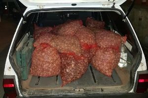 Otomobilden yurt dışına ka&ccedil;ırılan 700 kilo midye &ccedil;ıktı