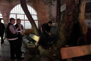 Asırlık &ccedil;ınar yanmaktan son anda kurtarıldı
