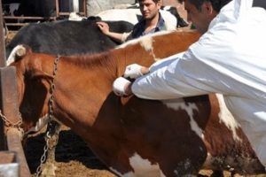 T&uuml;rkiye'den Azerbaycan'a 500 bin doz şap aşısı