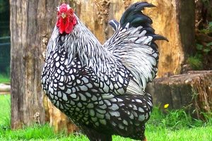 Bursa'ya gelip bir tavuğa 2 bin 750 lira verdi!