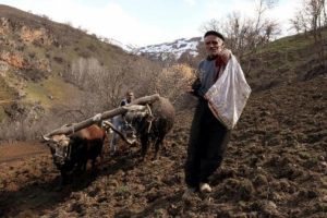 K&ouml;yl&uuml; 40 yıldır karasabanla tarla s&uuml;r&uuml;yor