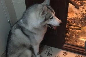 Evde &uuml;&ccedil; saat yalnız kalan k&ouml;pek sosyal medyayı salladı