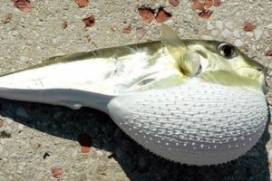 Ege'de zehirli balon balığı tehlikesi