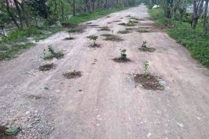 Rizelilerin yol protestosu: Yola fidan diktiler!