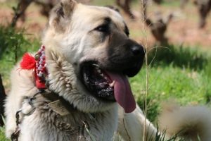 Otomobil fiyatına &ccedil;oban k&ouml;peği