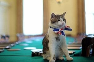 İngiltere Dışişleri Bakanlığı'nda "Kedi" kadrosu
