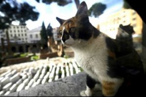 Roma'nın fare sorununa 500 bin ithal kediyle &ccedil;&ouml;z&uuml;m vaadi