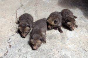 Evin mutfağına giren tilki d&ouml;rd&uuml;z doğurdu