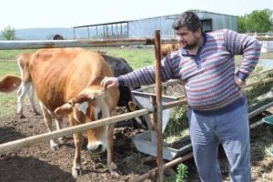 İneklerin matematiğini &ccedil;&ouml;zd&uuml;, iki katı verim alıyor!
