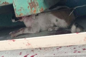 K&ouml;peğinin kulaklarını kesti, 2 bin 121 lira ceza aldı