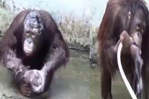Hortumla yıkanan orangutan şaşırtıyor
