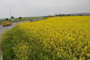 Kanola tarlalaları &Ccedil;orlu'yu sarıya boyadı