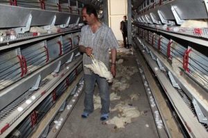 Elektrikler kesildi: 40 bin tavuk telef oldu