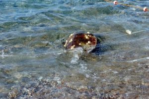 Ağa takılan deniz kaplumbağası kurtarıldı