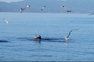 Yunuslar Bursa Mudanyalıları bu yıl da unutmadı