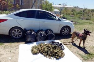 S&uuml;r&uuml;c&uuml;s&uuml; 'dur' ihtarına uymayan otomobilden 50 kilo esrar &ccedil;ıktı