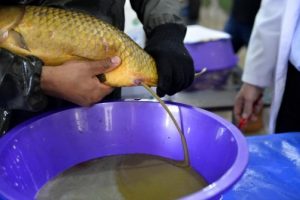 5 milyon yavru sazan g&ouml;l ve nehirlere bırakılacak