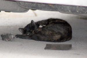 Otomobil altındaki kedi ile 3 yavrusunu kurtarma operasyonu