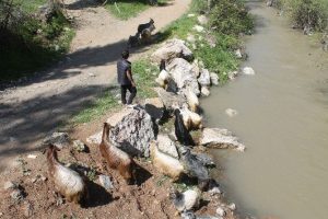 23 Nisan'da da &ccedil;obanlık yaptılar