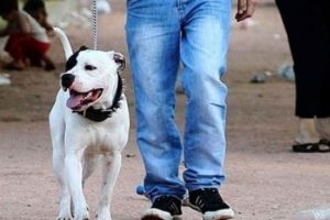 Fransa'da k&ouml;pekler fişlenecek