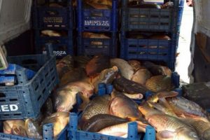 Elazığ'da 6 ton ka&ccedil;ak sazan ele ge&ccedil;irildi
