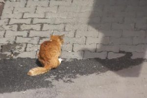 İtfaiyenin kurtarmaya &ccedil;alıştığı kedi 5'inci kattan d&uuml;şt&uuml;