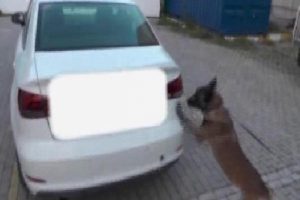 Aydında 12.5 kilo esrara 4 tutuklama