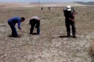 Dolaman mantarı i&ccedil;in k&ouml;yl&uuml;ler arazilere akın ediyor