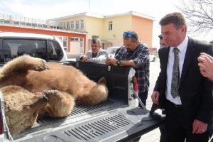 Yiyecek arayan 230 kiloluk boz ayı, canından oldu
