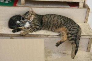 Anne ve yavru kedi b&ouml;yle uyudu