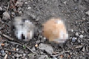 Osmaniye'de 2 yavru kediye ait kesik baş bulundu