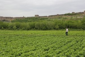 &Ccedil;atışmalar s&uuml;rerken dikilen marullar a&ccedil;tı