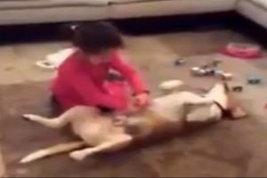 Sevimli k&ouml;pek minik &ccedil;ocuğun ameliyat masasında